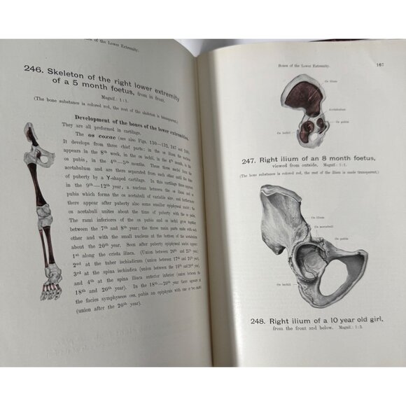 Werner Spalteholz Hand Atlas Of Human Anatomy Vol I Lippincott Medical HC Third - Picture 14 of 16